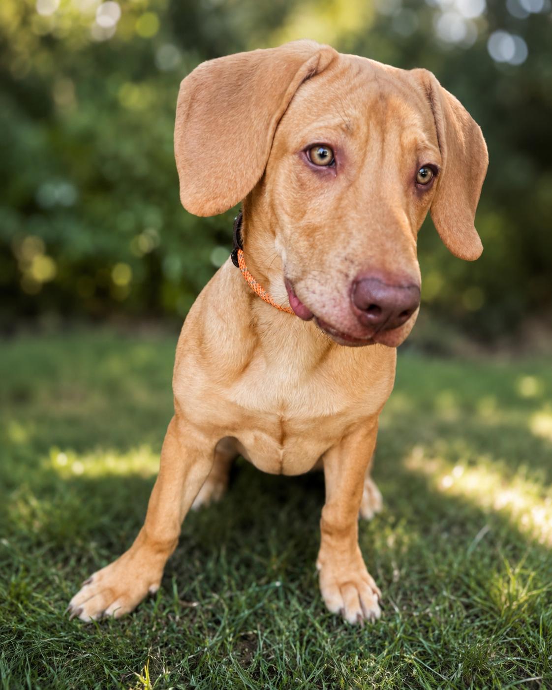 Enlarge Maddie, an adopted mixed breed in Navarre, FL image 2/6