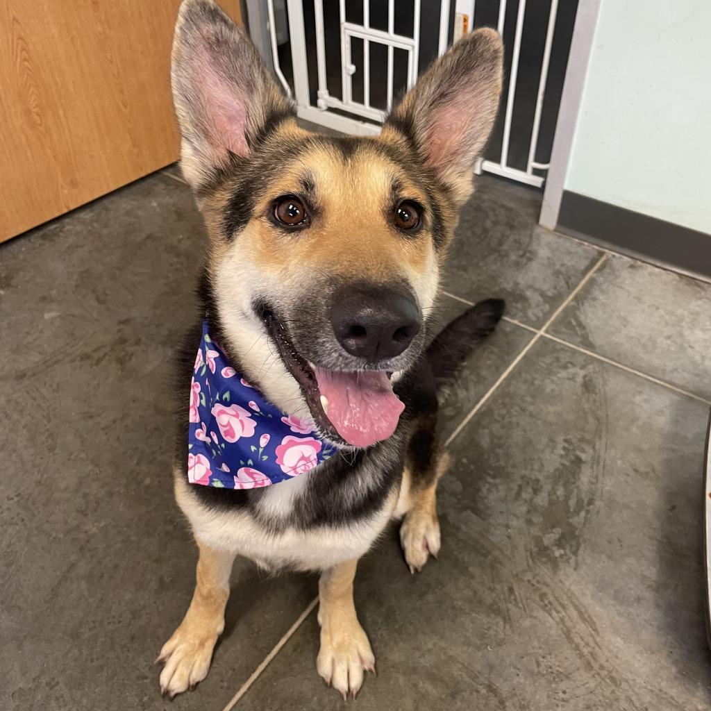 Enlarge Juliette, a Adoptable mixed breed in Dickinson, TX image 1/6