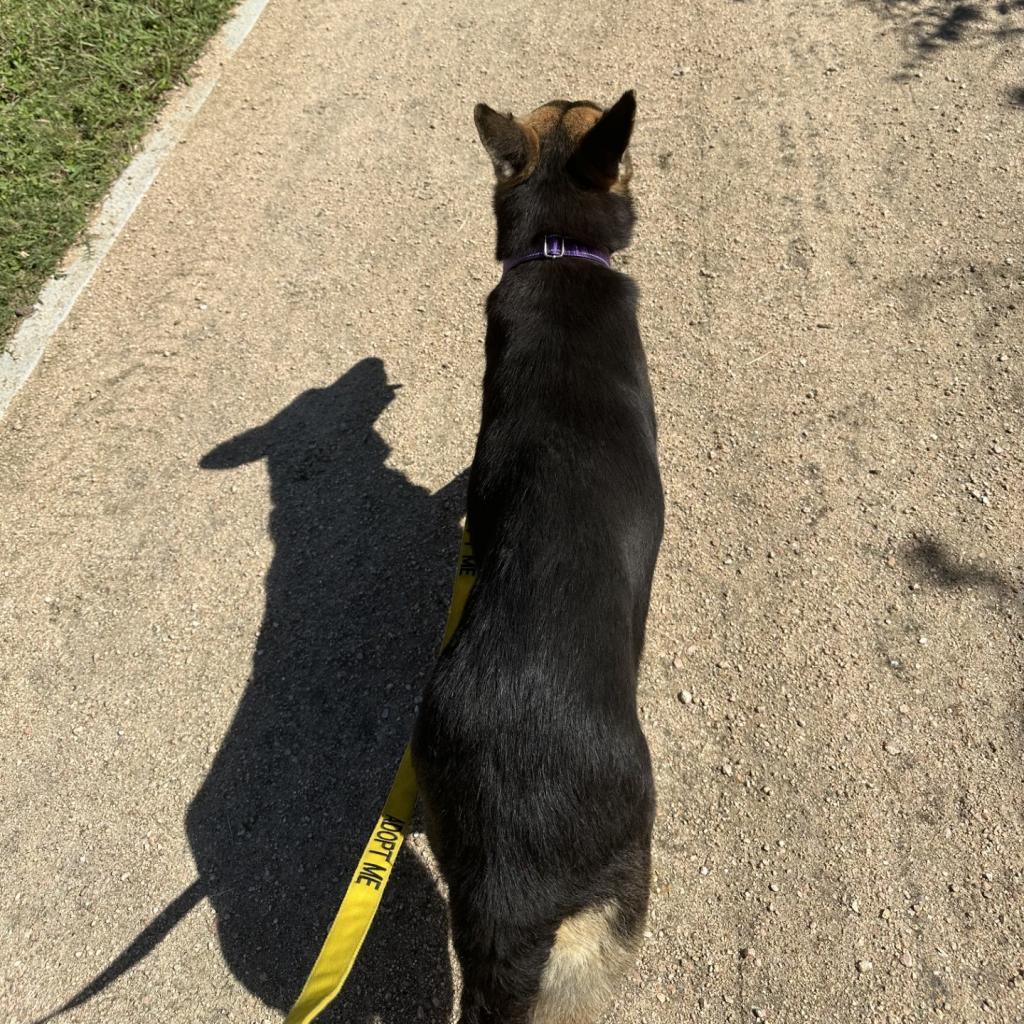 Enlarge Juliette, a Adoptable mixed breed in Dickinson, TX image 3/6