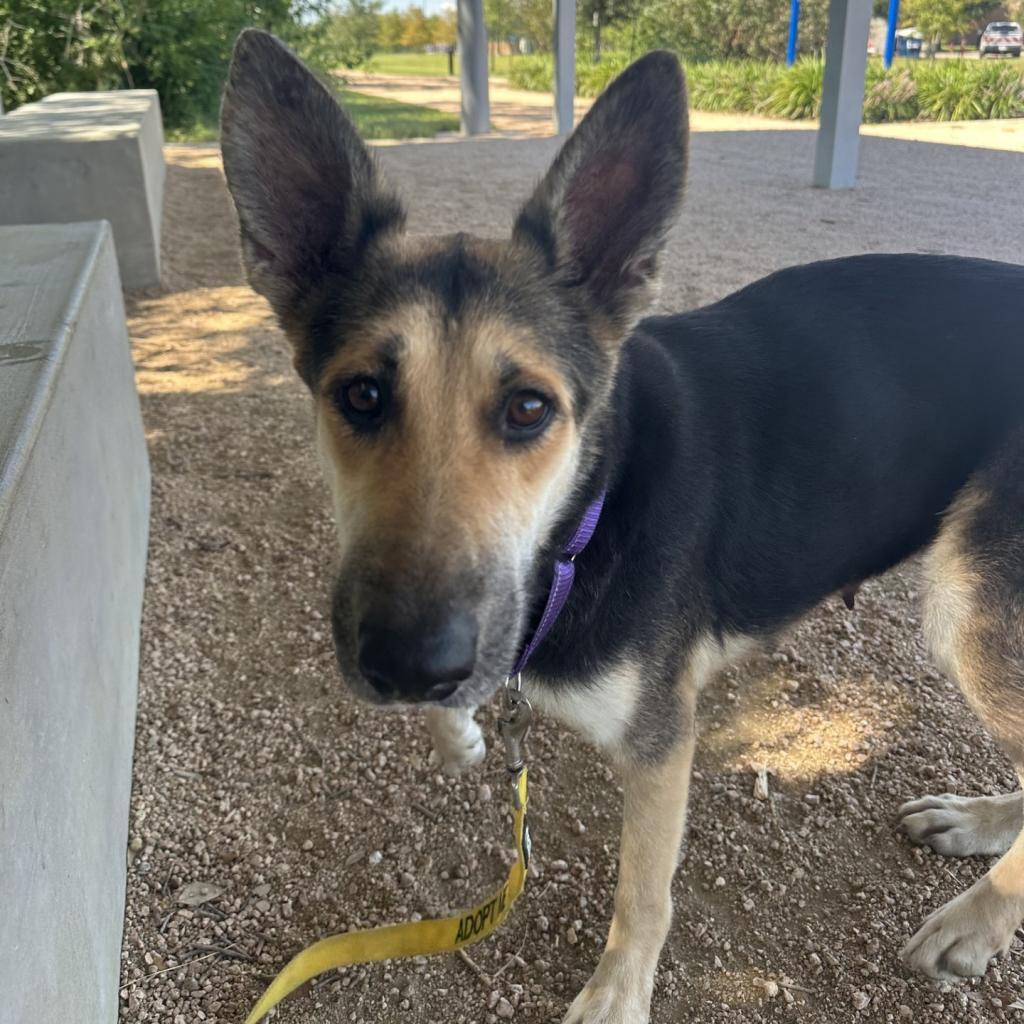 Enlarge Juliette, a Adoptable mixed breed in Dickinson, TX image 5/6