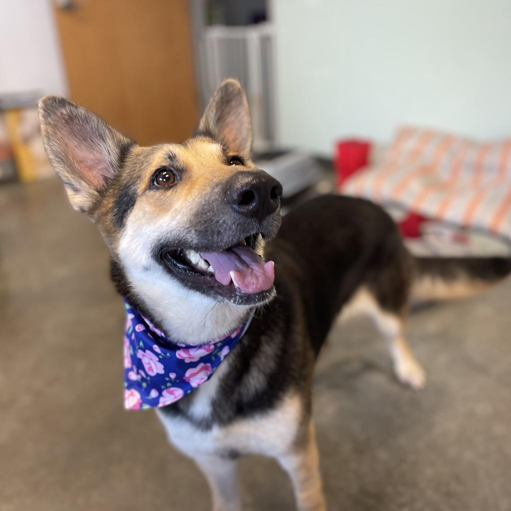 Enlarge Juliette, a Adoptable mixed breed in Dickinson, TX image 6/6