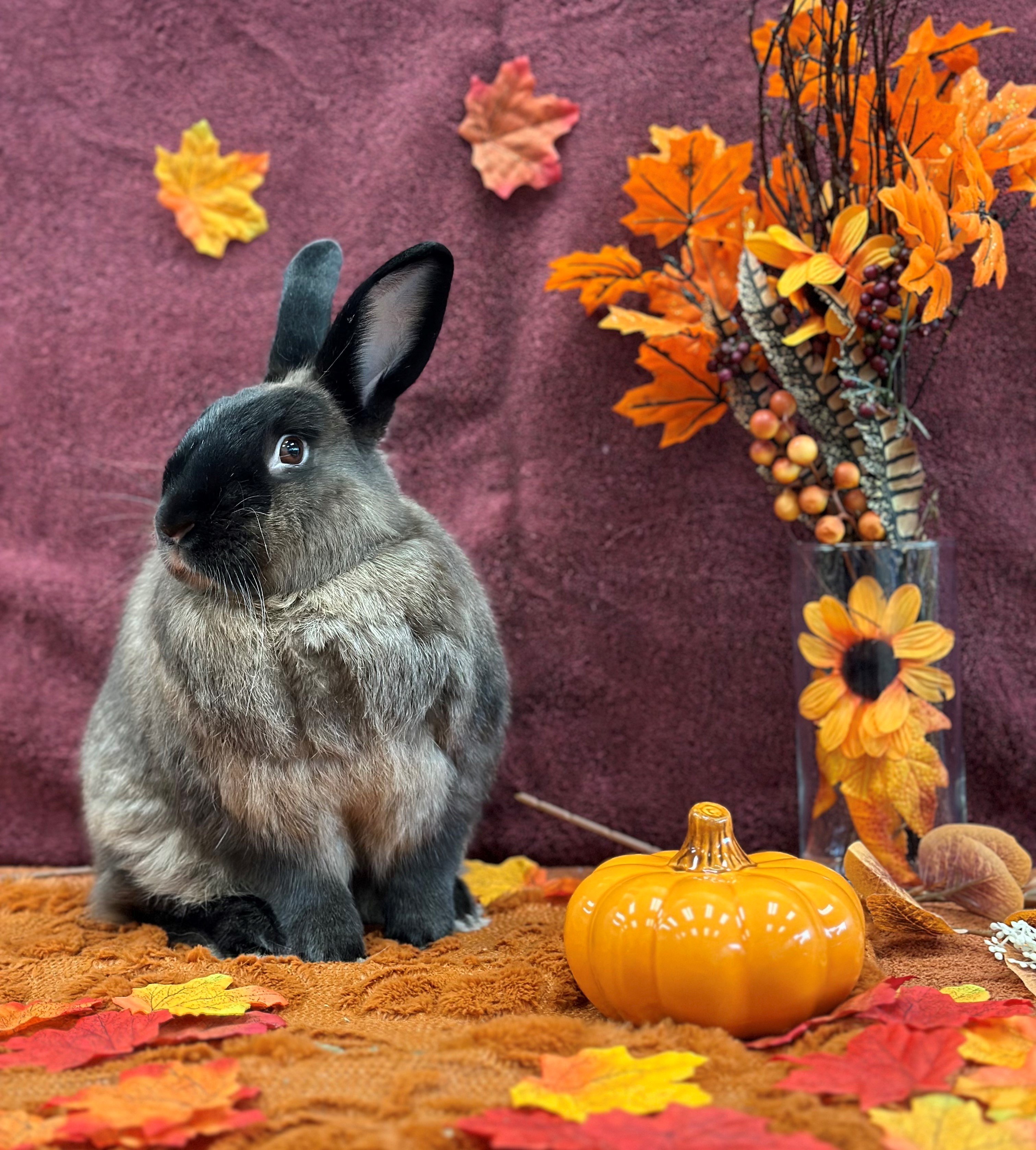 Enlarge Patrick, a Adoptable American in Delta, BC image 3/6