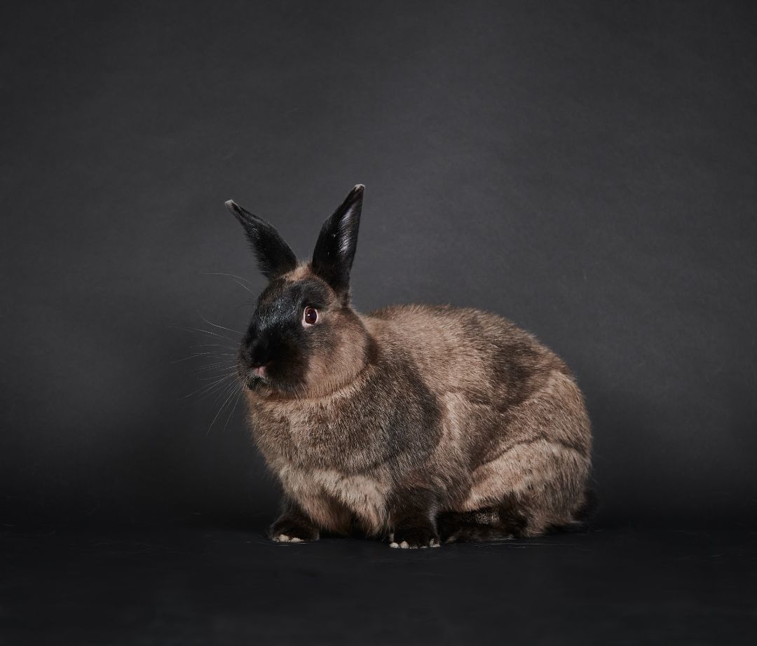 Enlarge Patrick, a Adoptable American in Delta, BC image 6/6