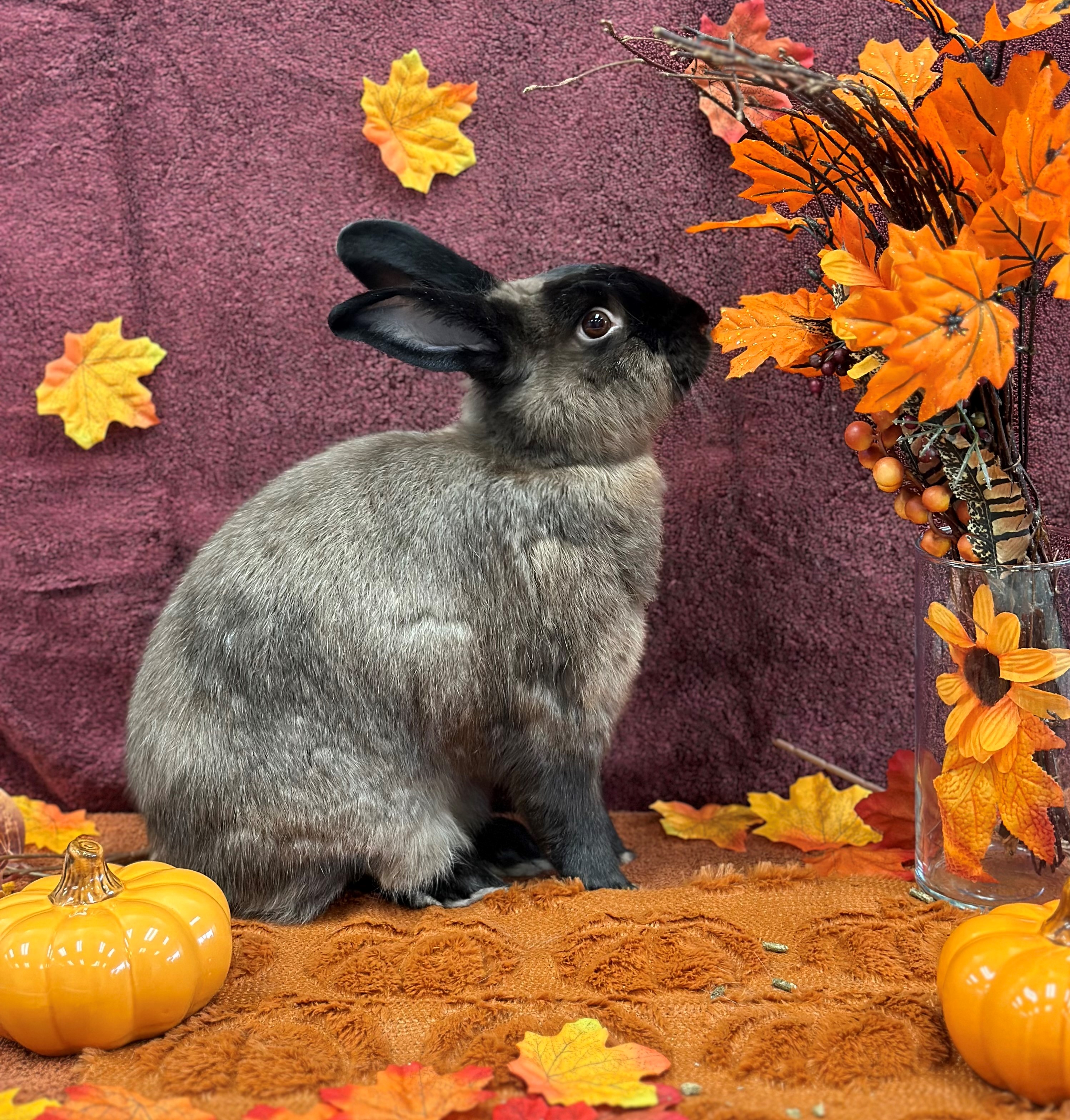 Enlarge Patrick, a Adoptable American in Delta, BC image 4/6