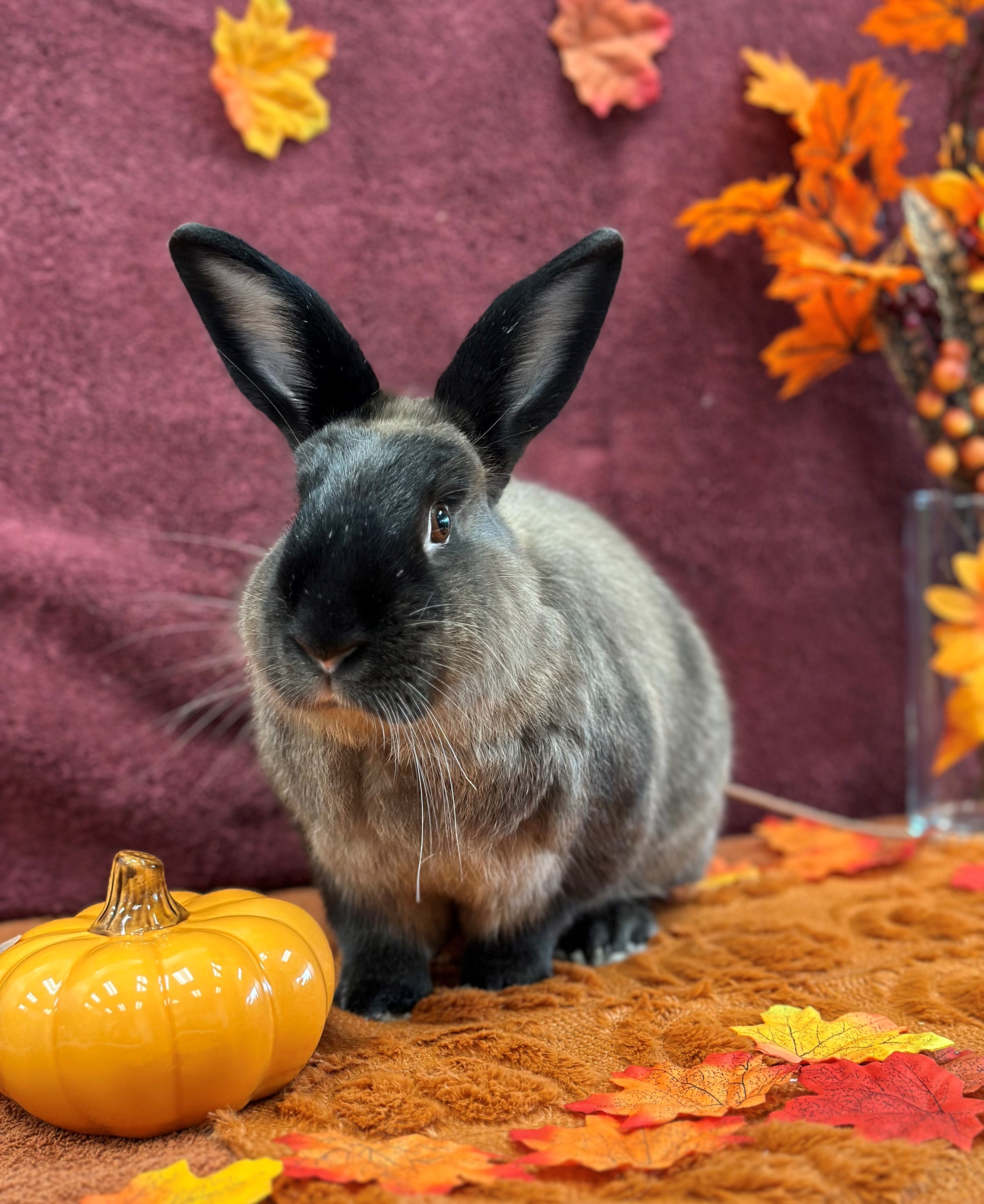 Enlarge Patrick, a Adoptable American in Delta, BC image 1/6