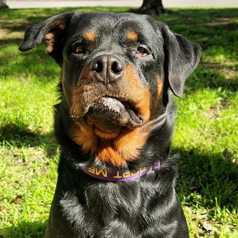 Penelope Rae JuM, a Adoptable Rottweiler in Hoffman Estates, IL image 1/6
