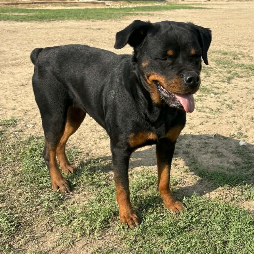 Penelope Rae JuM, a Adoptable Rottweiler in Hoffman Estates, IL image 6/6