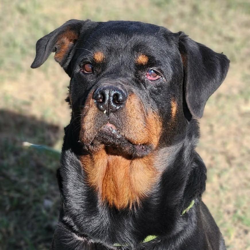 Penelope Rae JuM, a Adoptable Rottweiler in Hoffman Estates, IL image 2/6