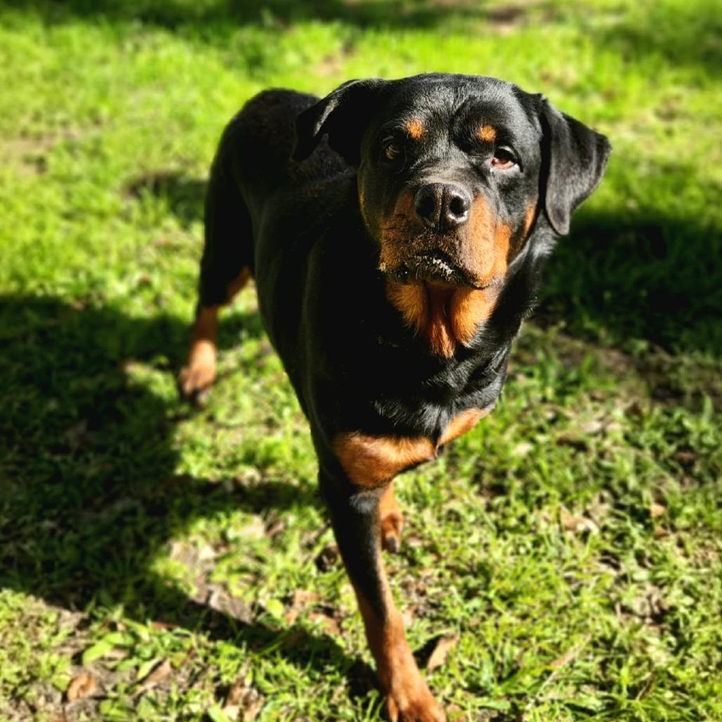 Penelope Rae JuM, a Adoptable Rottweiler in Hoffman Estates, IL image 4/6
