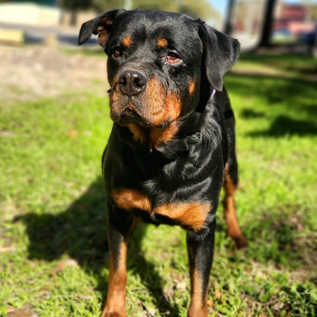 Penelope Rae JuM, a Adoptable Rottweiler in Hoffman Estates, IL image 3/6
