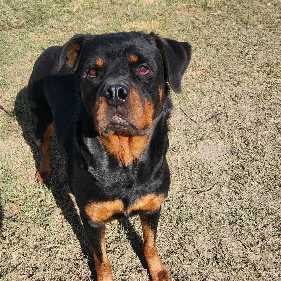 Penelope Rae JuM, a Adoptable Rottweiler in Hoffman Estates, IL image 5/6