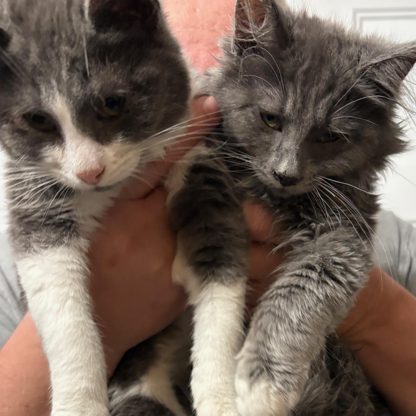 Chewy  Super Loving thumbnail 2