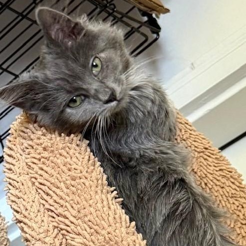 Enlarge Chewy - Super Loving Fluff Ball, a Adoptable mixed breed in Hoquiam, WA image 3/6