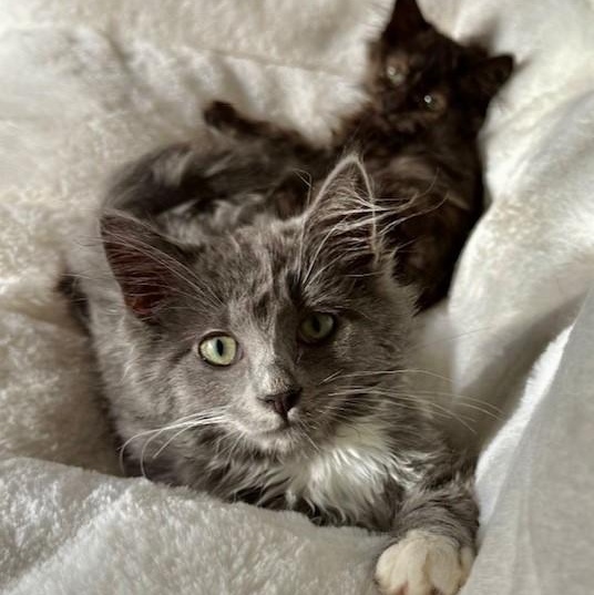 Enlarge Chewy - Super Loving Fluff Ball, a Adoptable mixed breed in Hoquiam, WA image 4/6