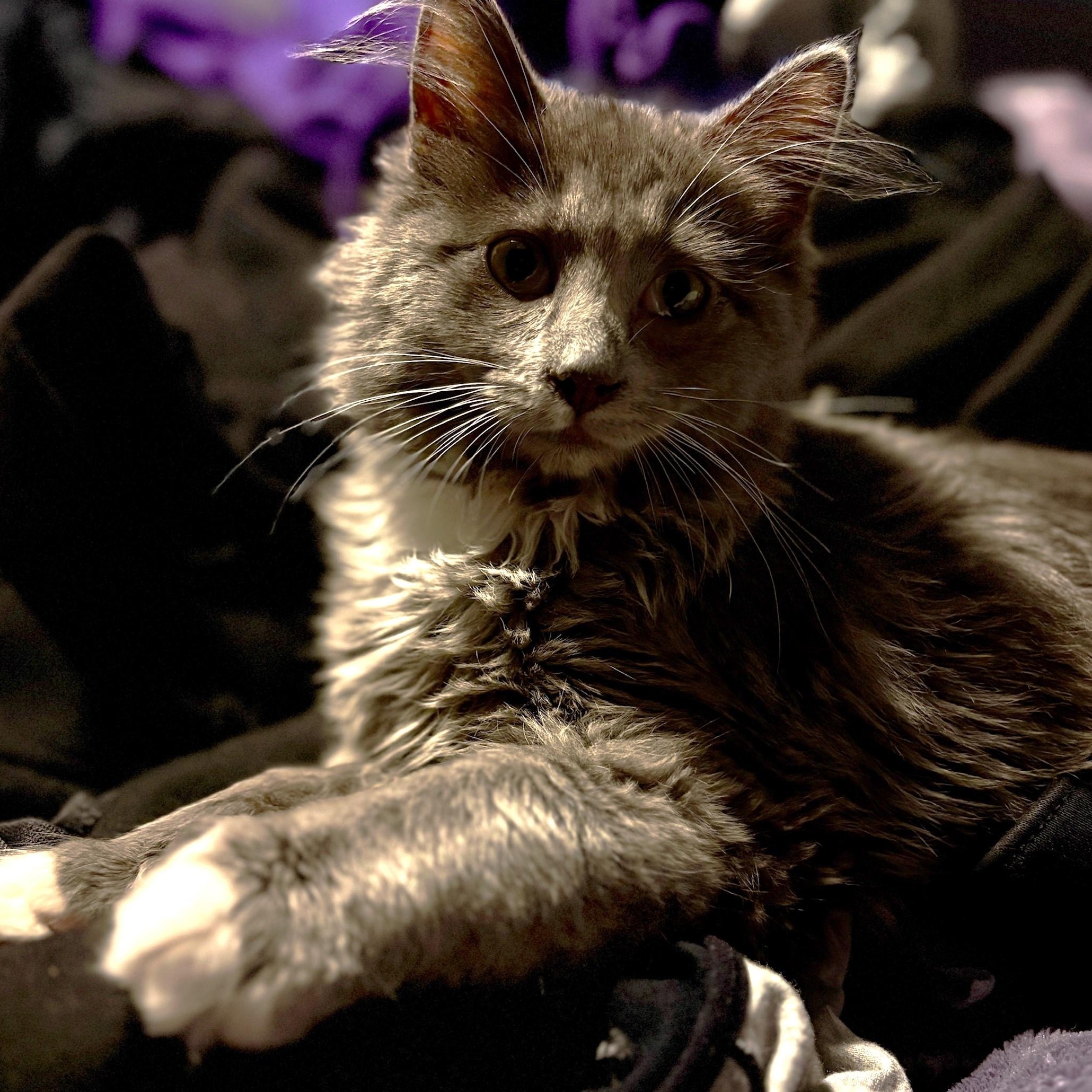 Enlarge Chewy - Super Loving Fluff Ball, a Adoptable mixed breed in Hoquiam, WA image 5/6