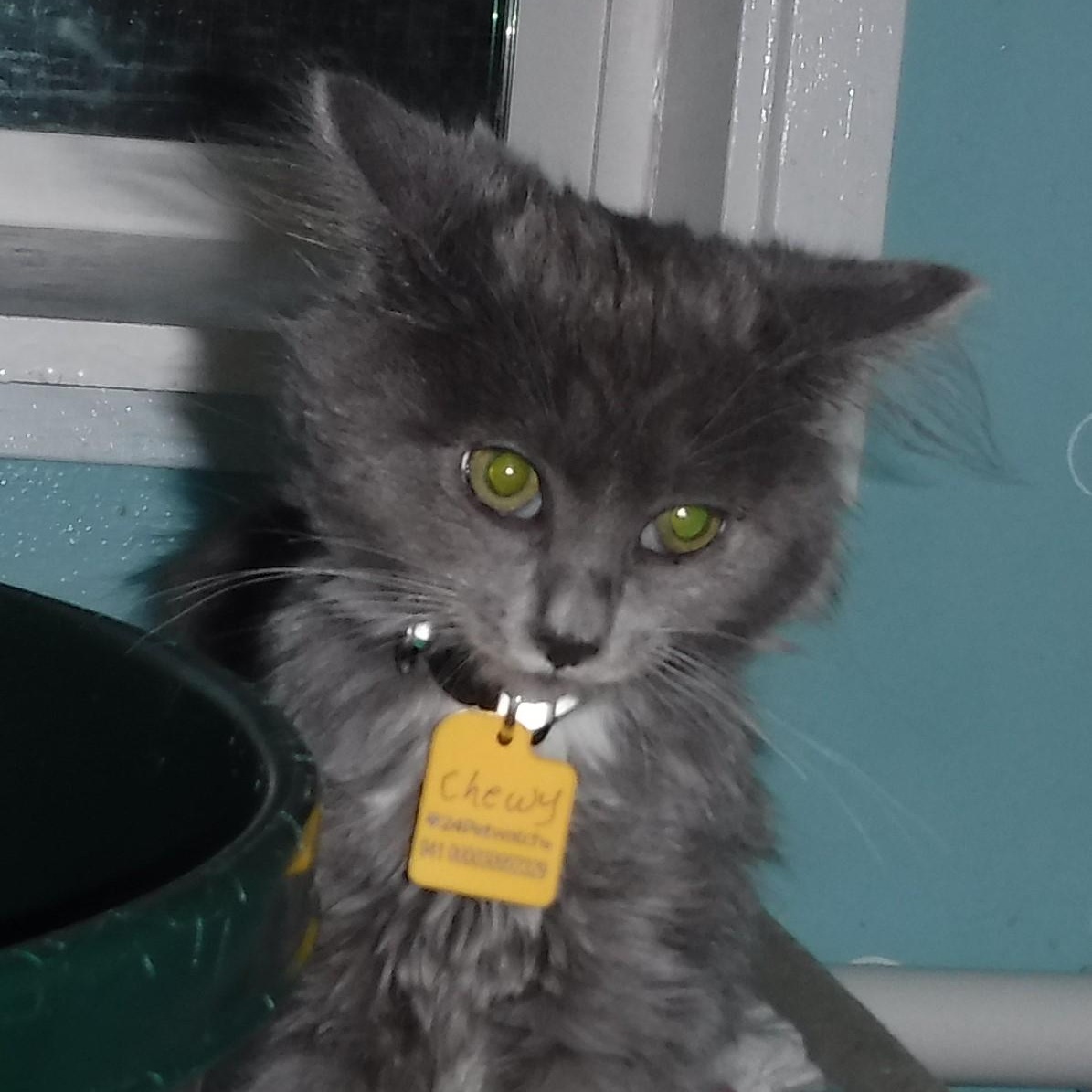 Enlarge Chewy - Super Loving Fluff Ball, a Adoptable mixed breed in Hoquiam, WA image 6/6