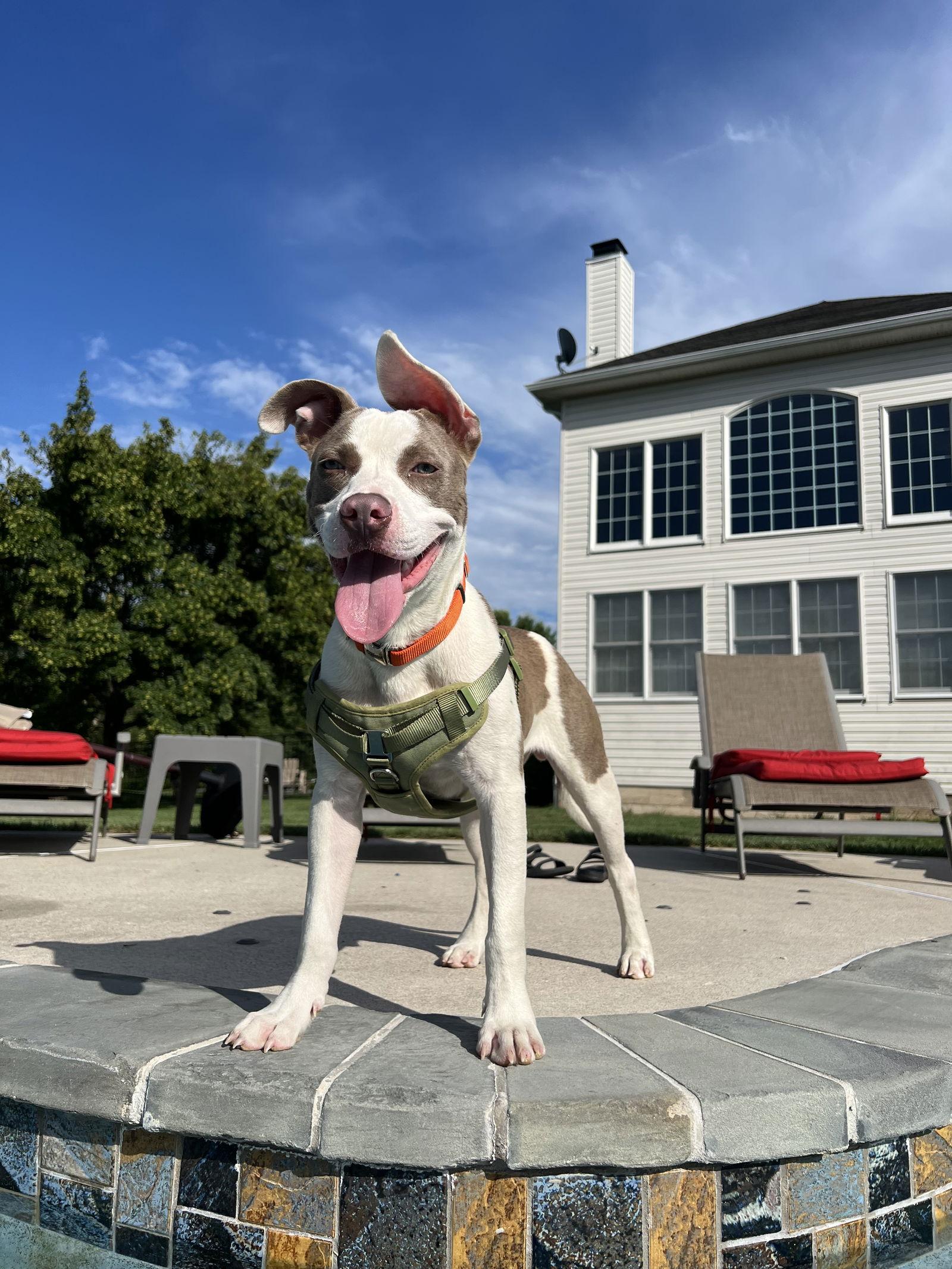 Hobbs, Adopted, Young Male American Bulldog.