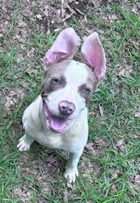Hobbs, a Adopted American Bulldog in Tarrytown, GA image 2/3