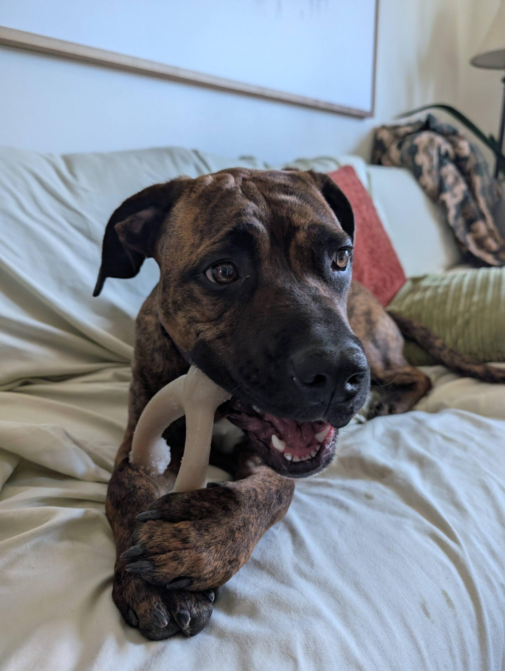 Enlarge Bebe, a ADOPTABLE mixed breed in Calgary, AB image 3/5