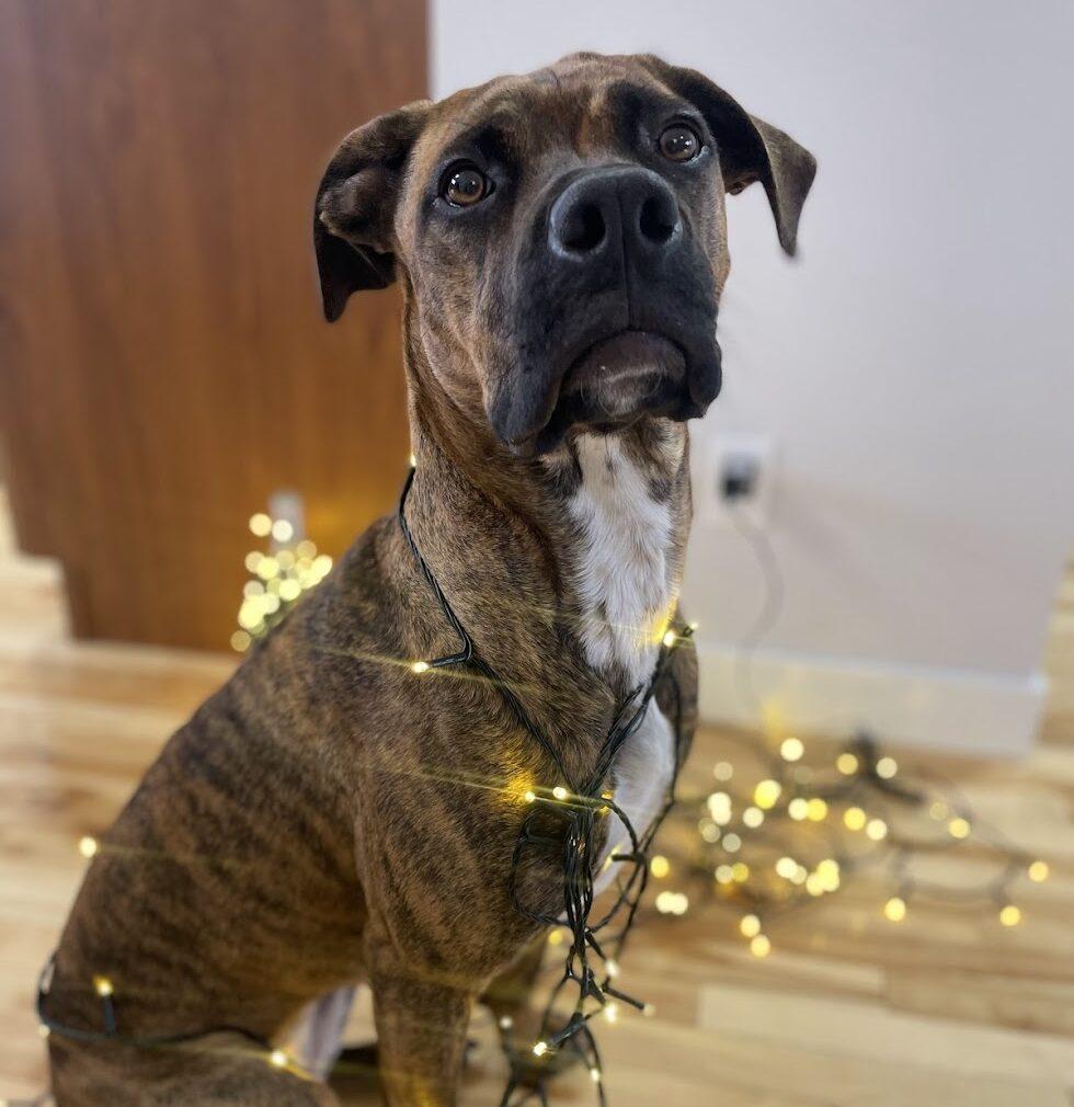 Enlarge Bebe, a ADOPTABLE mixed breed in Calgary, AB image 4/5