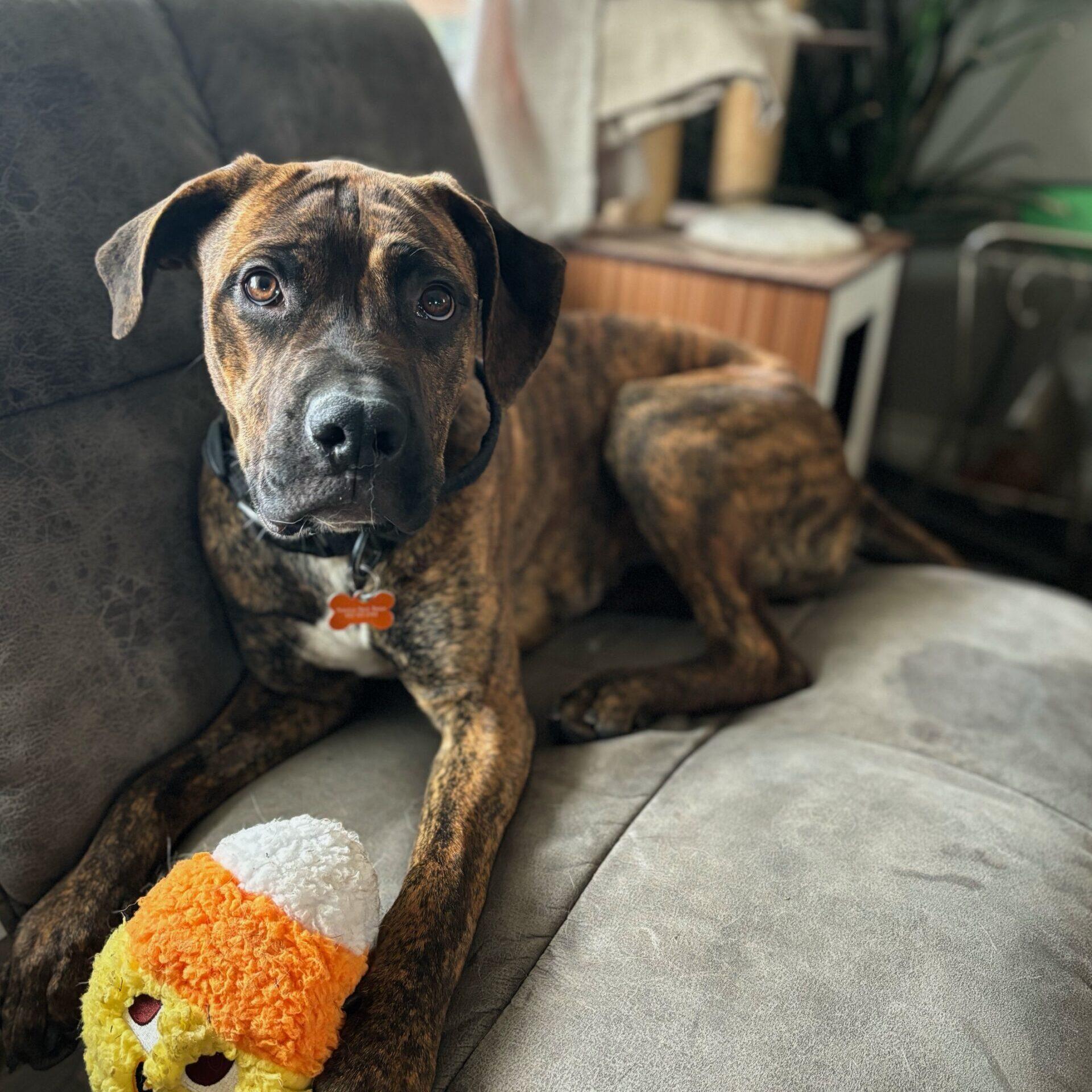 Enlarge Bebe, a ADOPTABLE mixed breed in Calgary, AB image 1/5