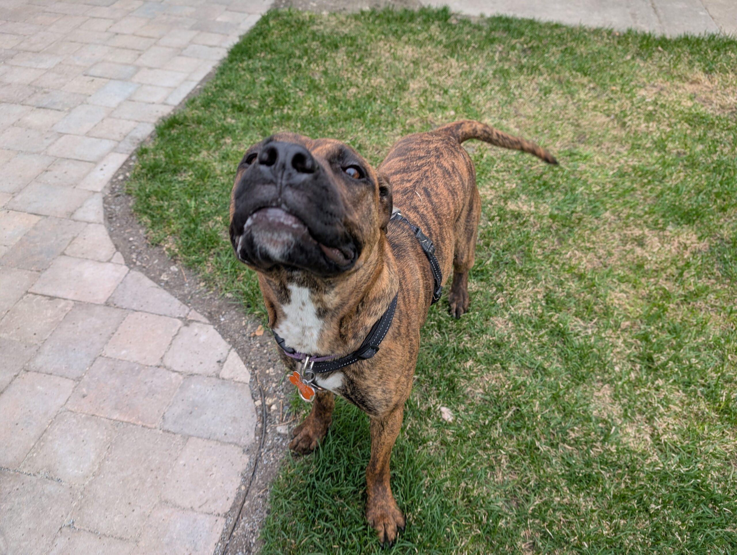 Enlarge Bebe, a ADOPTABLE mixed breed in Calgary, AB image 2/5