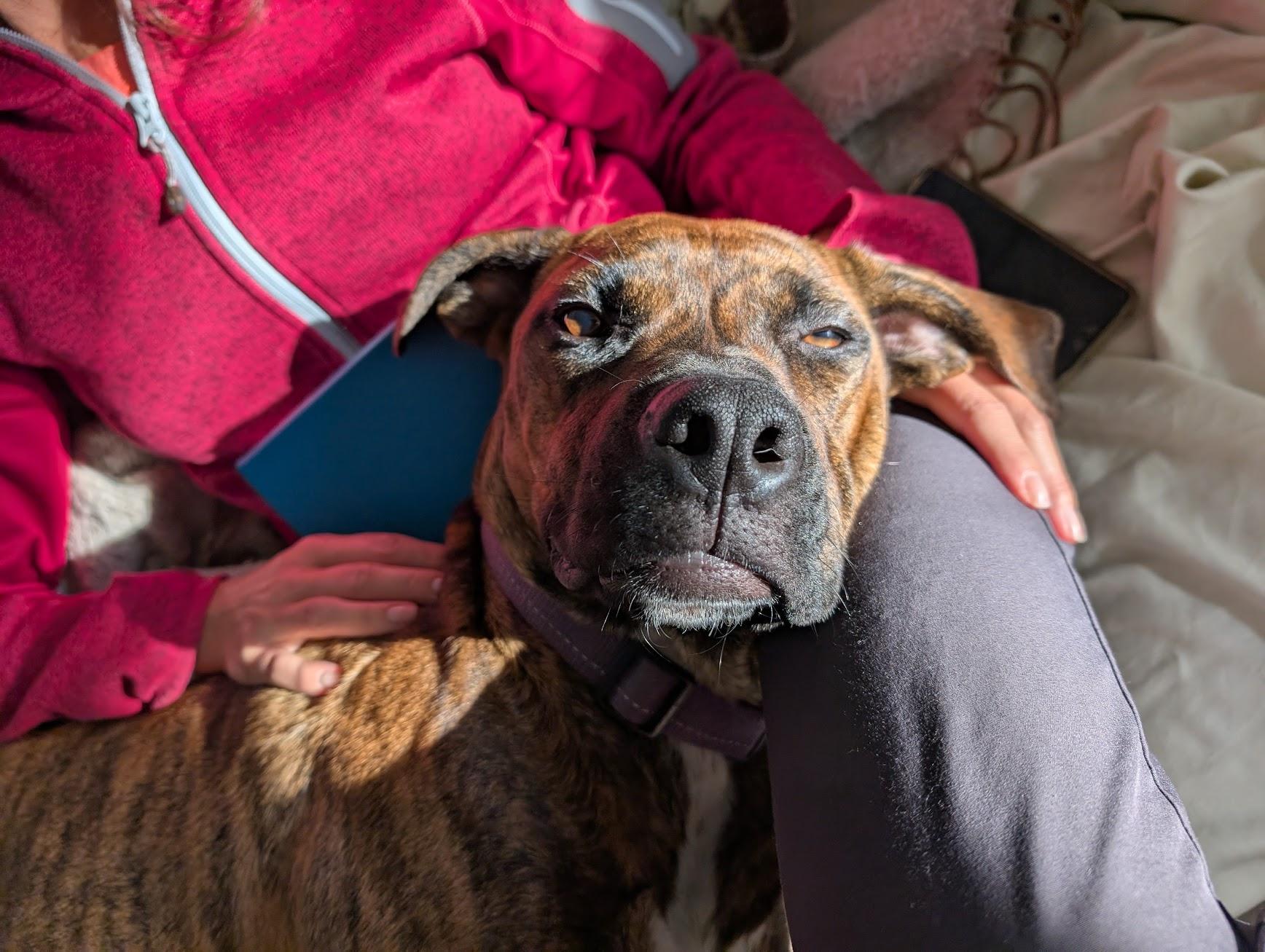 Enlarge Bebe, a ADOPTABLE mixed breed in Calgary, AB image 5/5