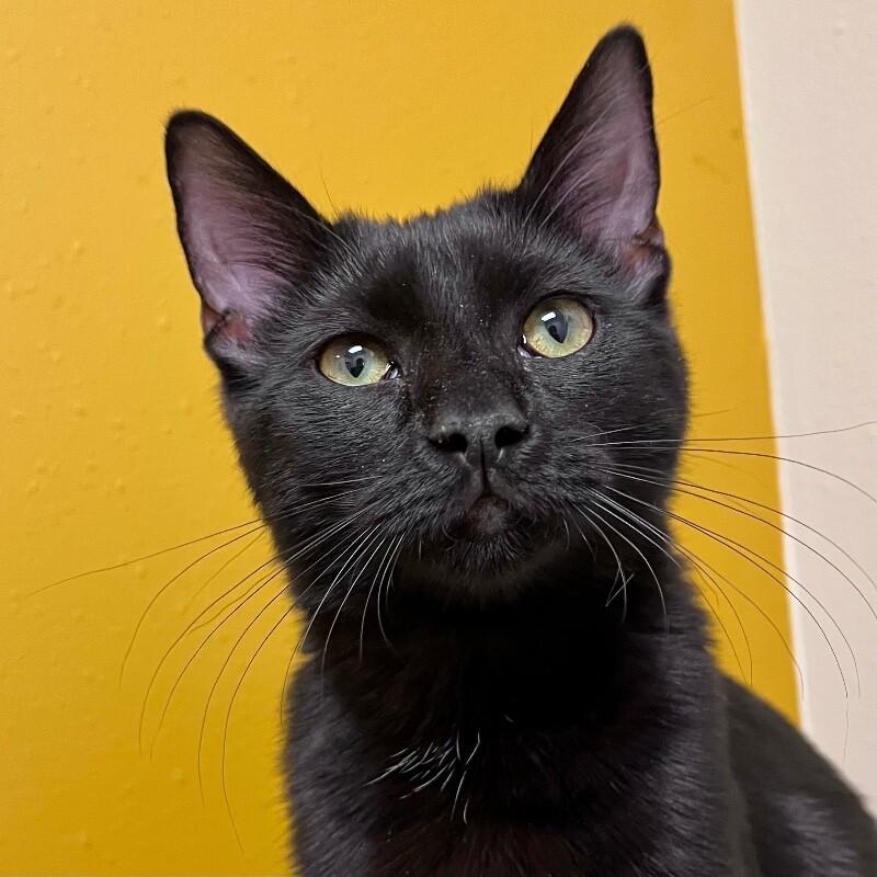Sarge, Adoptable, Young Male Domestic Short Hair.