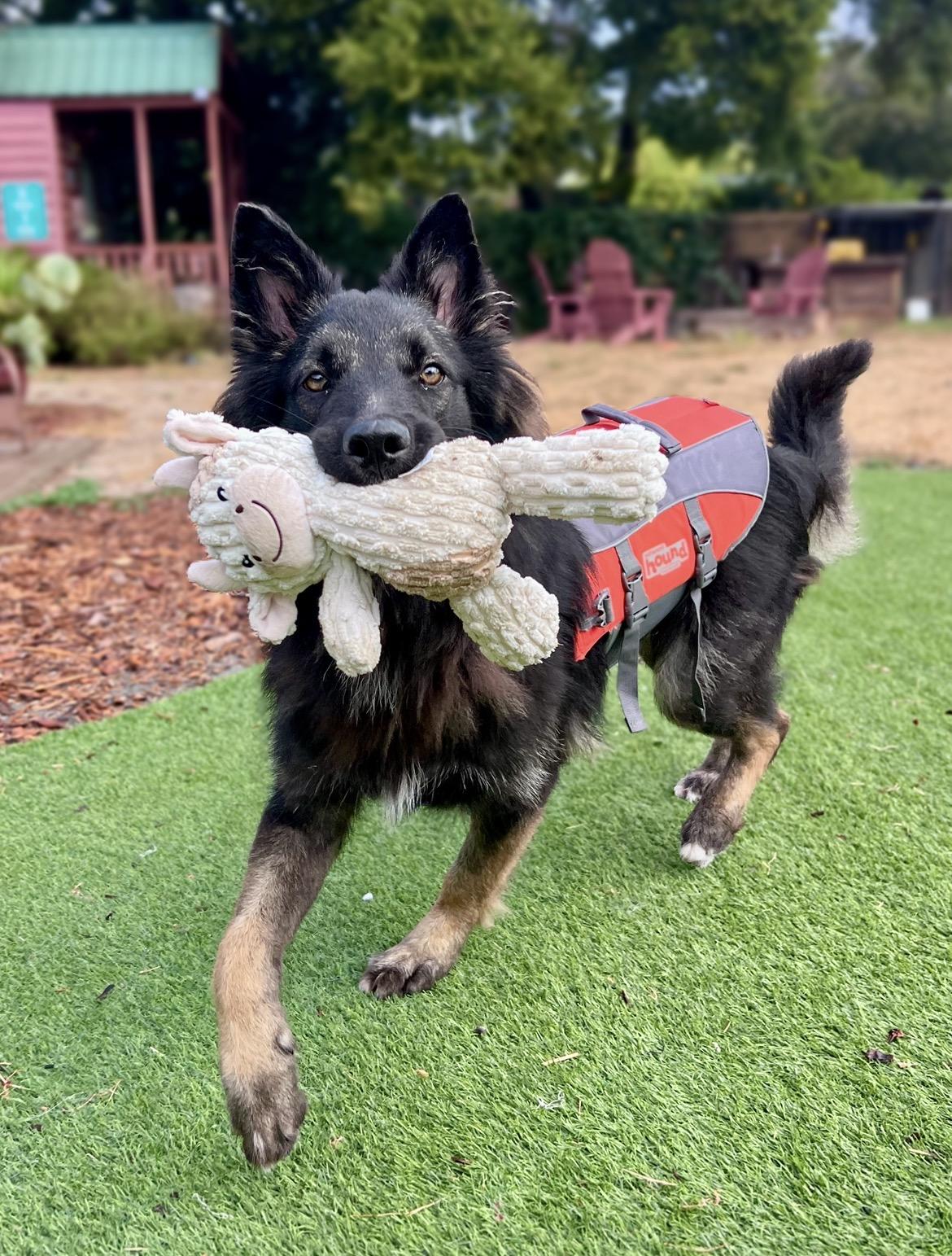 Enlarge Liam (Puppy), a Adoptable Belgian Shepherd / Tervuren in Oakland, CA image 2/5