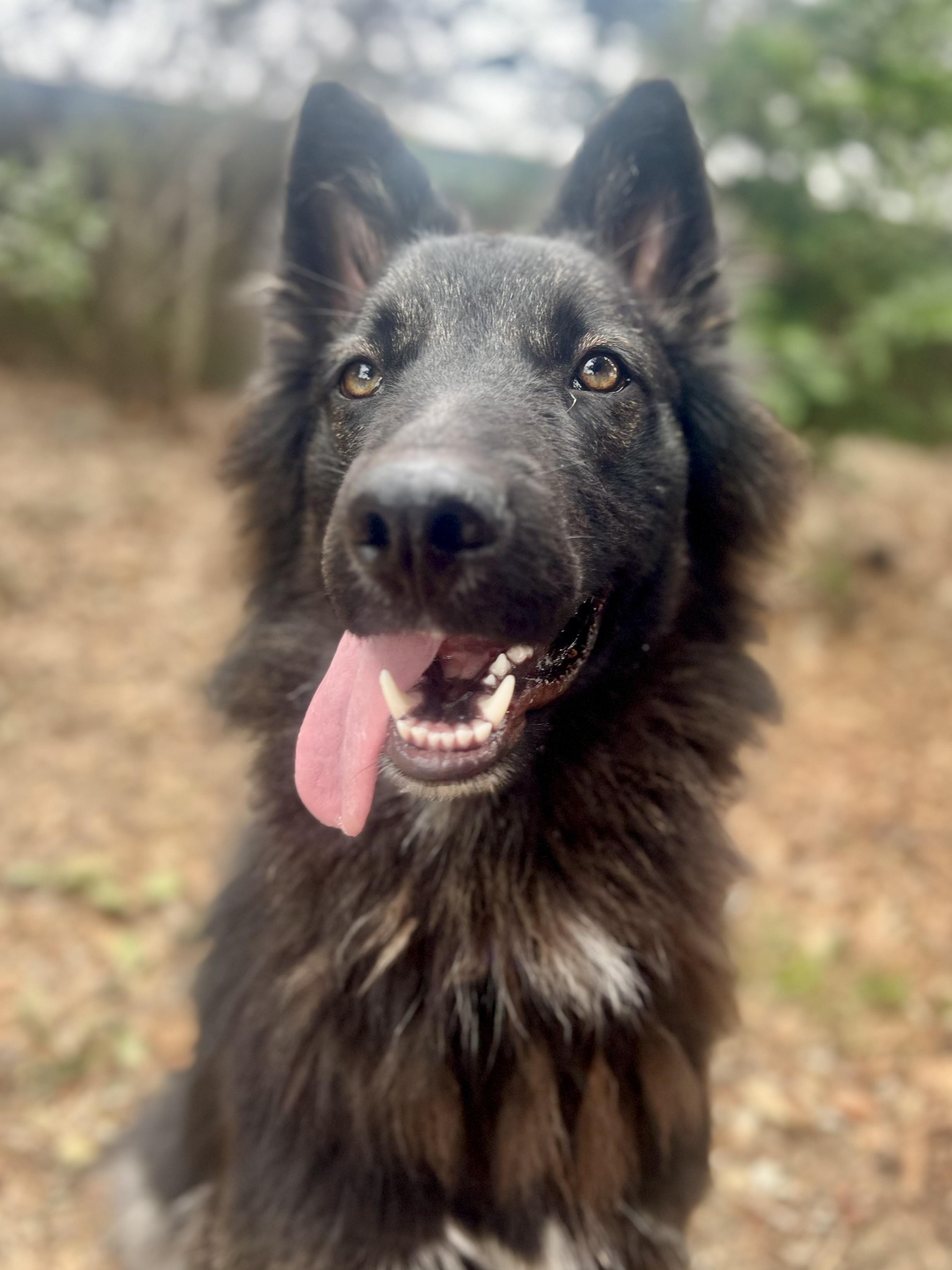 Enlarge Liam (Puppy), a Adoptable Belgian Shepherd / Tervuren in Oakland, CA image 1/5