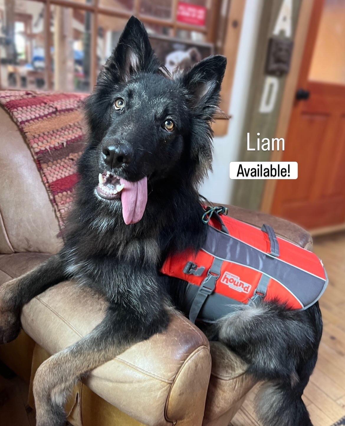 Enlarge Liam (Puppy), a Adoptable Belgian Shepherd / Tervuren in Oakland, CA image 5/5