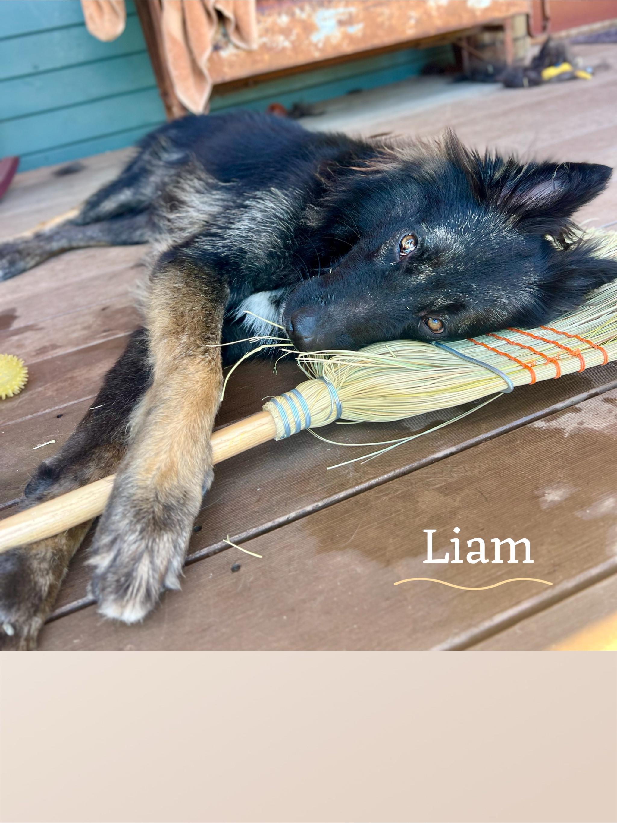 Enlarge Liam (Puppy), a Adoptable Belgian Shepherd / Tervuren in Oakland, CA image 3/5