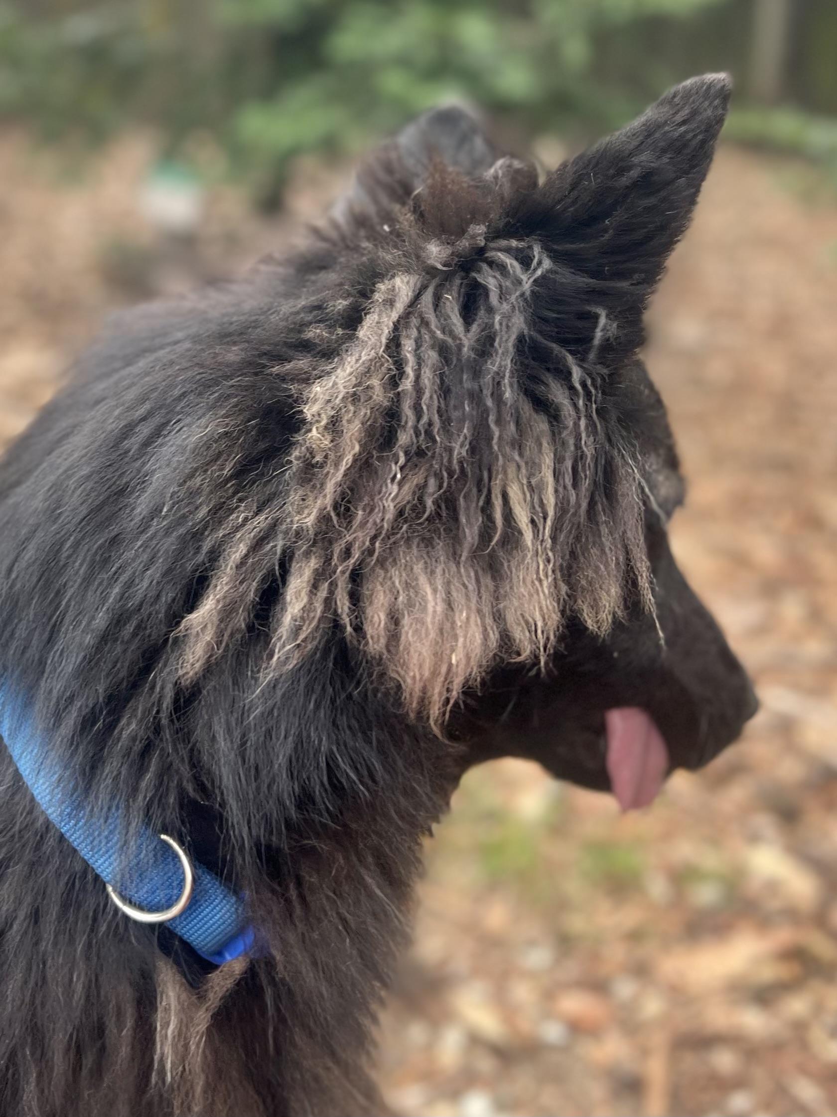 Enlarge Liam (Puppy), a Adoptable Belgian Shepherd / Tervuren in Oakland, CA image 4/5