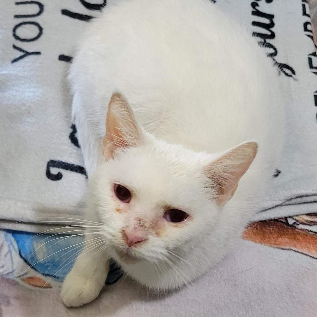 Enlarge Tiny, a Adoptable Domestic Short Hair in Troy, IL image 1/4