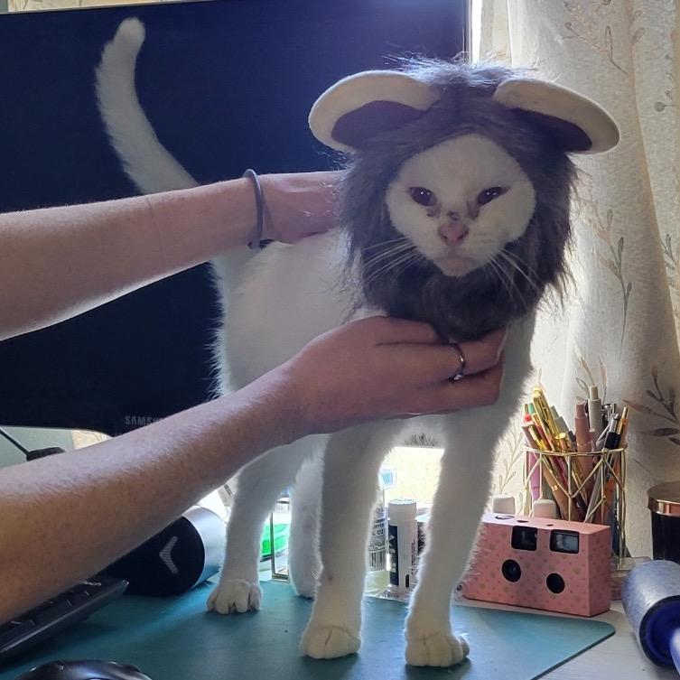 Enlarge Tiny, a Adoptable Domestic Short Hair in Troy, IL image 2/4