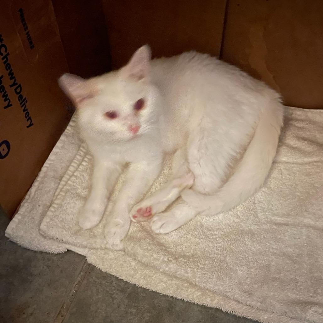 Enlarge Tiny, a Adoptable Domestic Short Hair in Troy, IL image 4/4