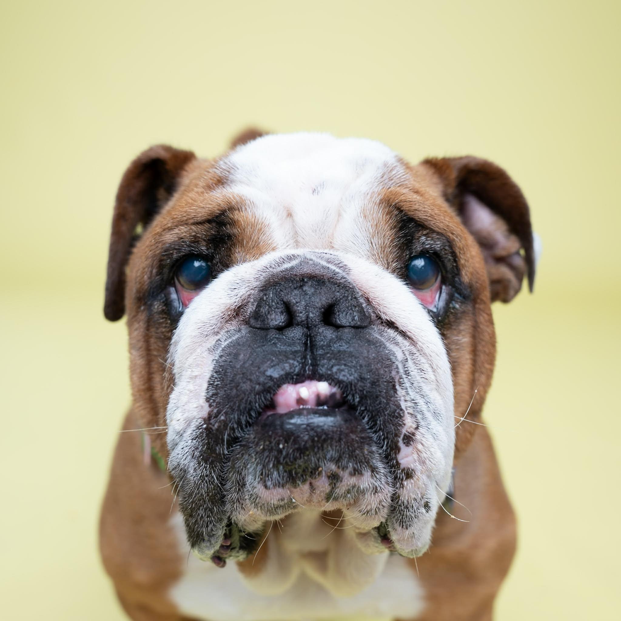 Buddie, an adoptable English Bulldog in Itasca, IL image 2/4