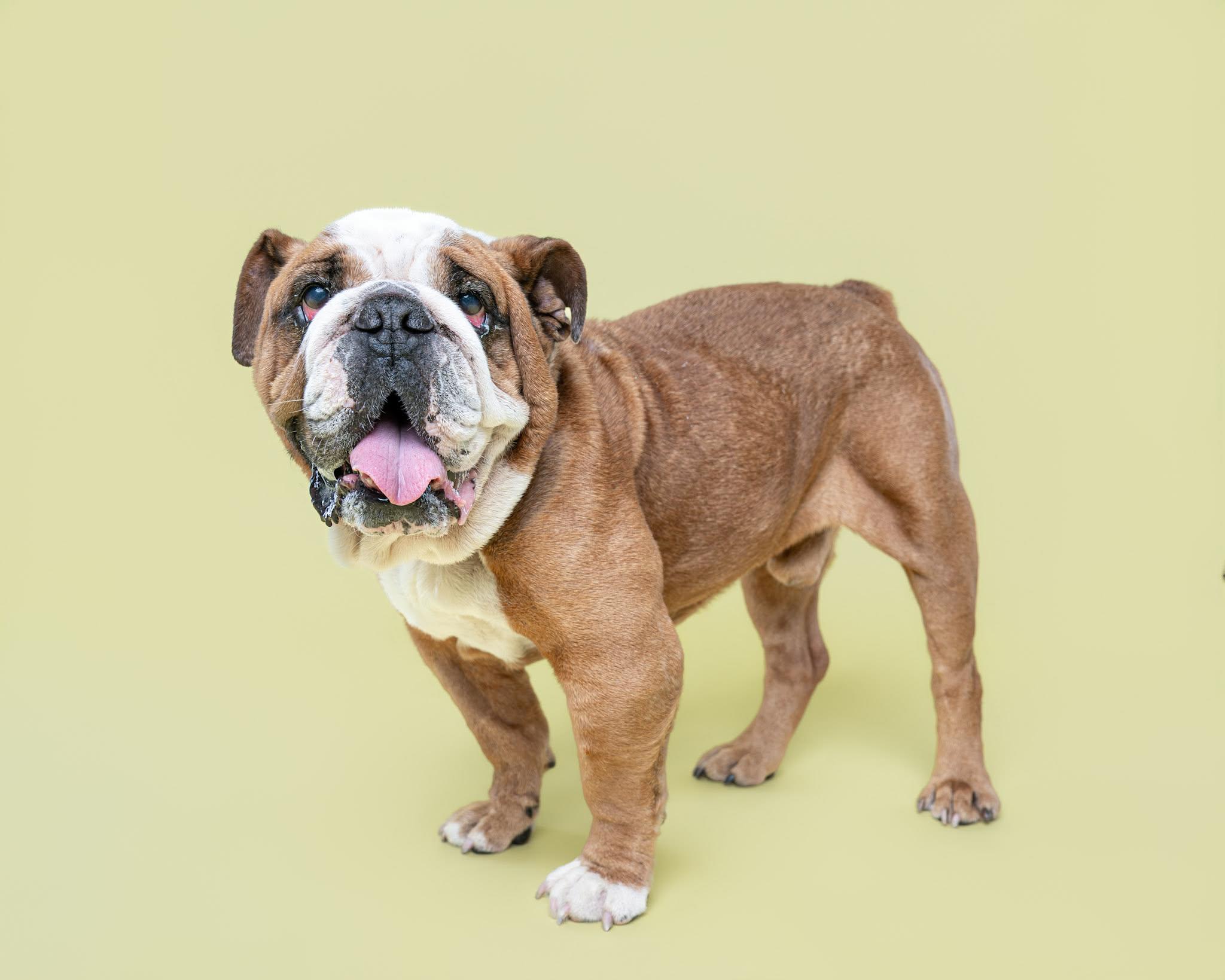 Buddie, an adoptable English Bulldog in Itasca, IL image 3/4