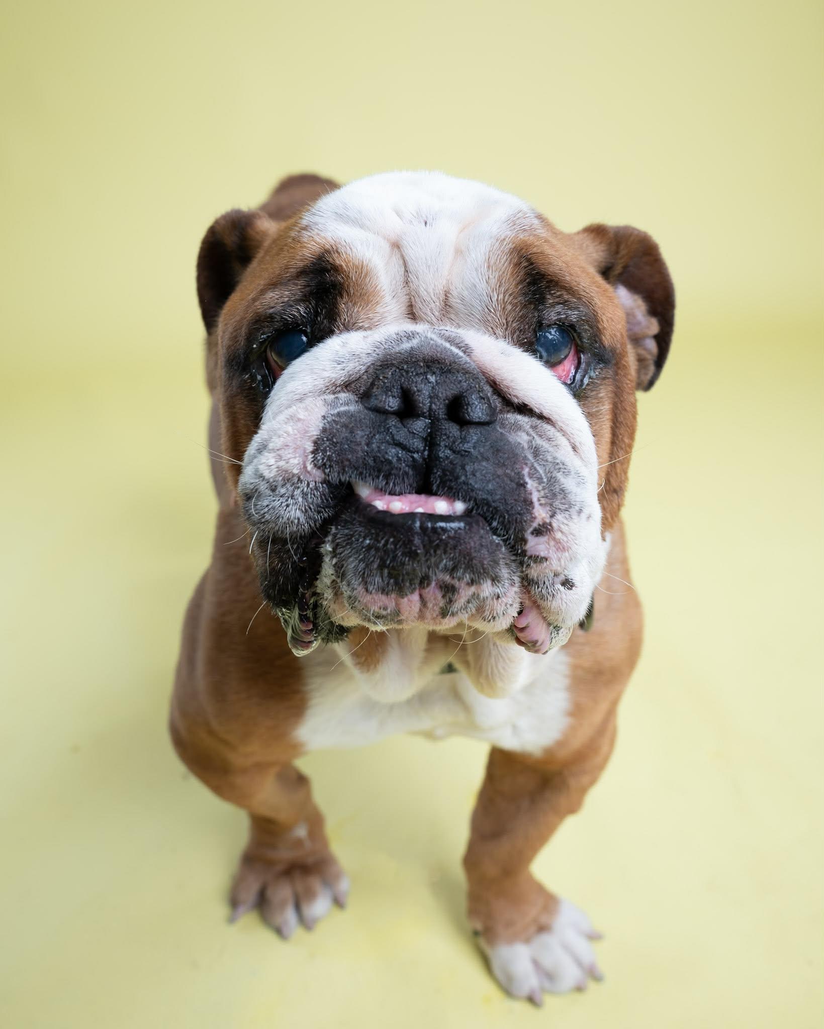 Buddie, an adoptable English Bulldog in Itasca, IL image 1/4