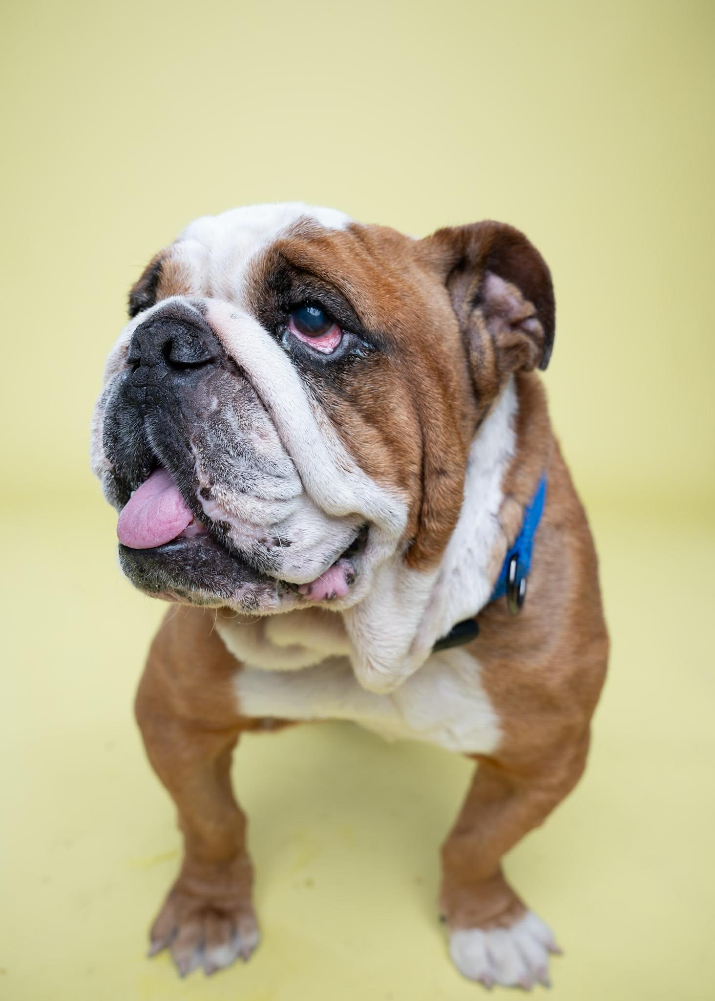 Buddie, an adoptable English Bulldog in Itasca, IL image 4/4