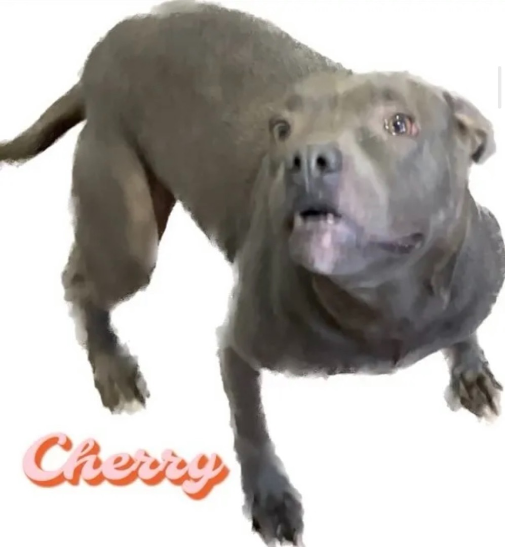 Cherry, Adoptable, Adult Female Pit Bull Terrier.
