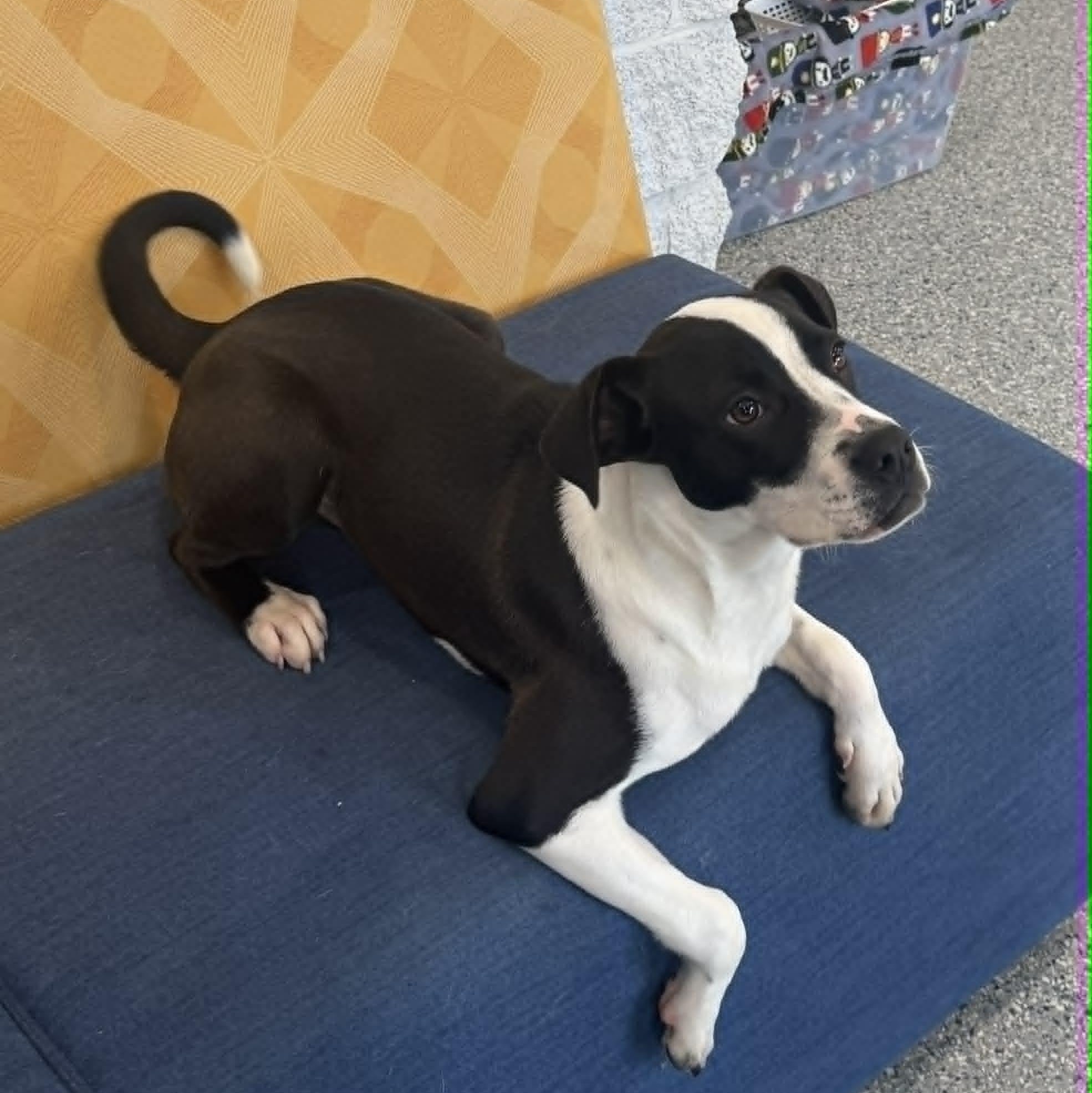 Enlarge Hey Dude, a ADOPTABLE mixed breed in Danbury, CT image 5/6