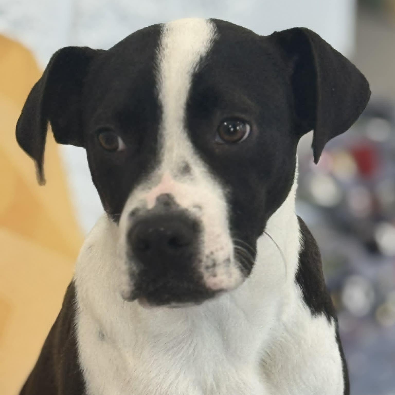 Enlarge Hey Dude, a ADOPTABLE mixed breed in Danbury, CT image 1/6