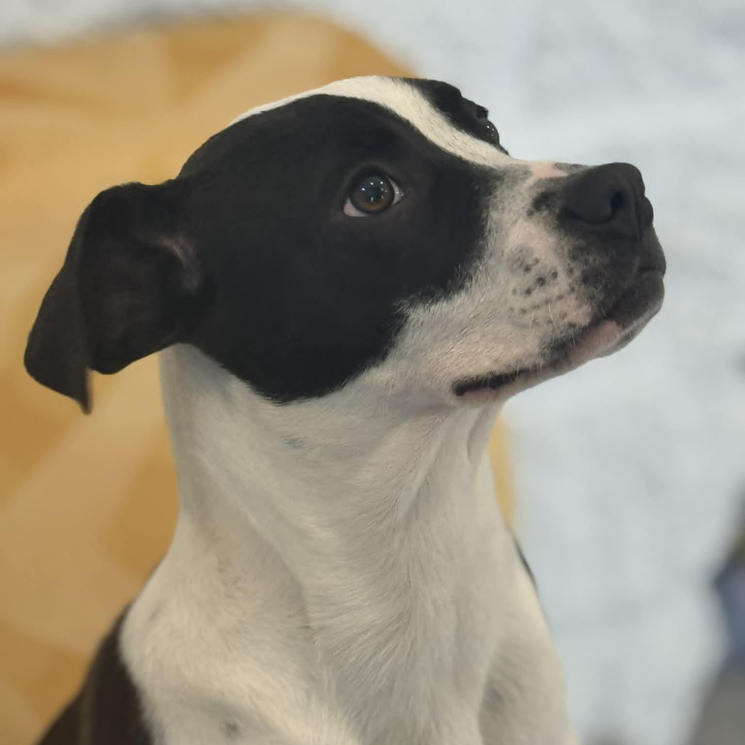 Enlarge Hey Dude, a ADOPTABLE mixed breed in Danbury, CT image 4/6