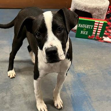 Enlarge Hey Dude, a ADOPTABLE mixed breed in Danbury, CT image 3/6