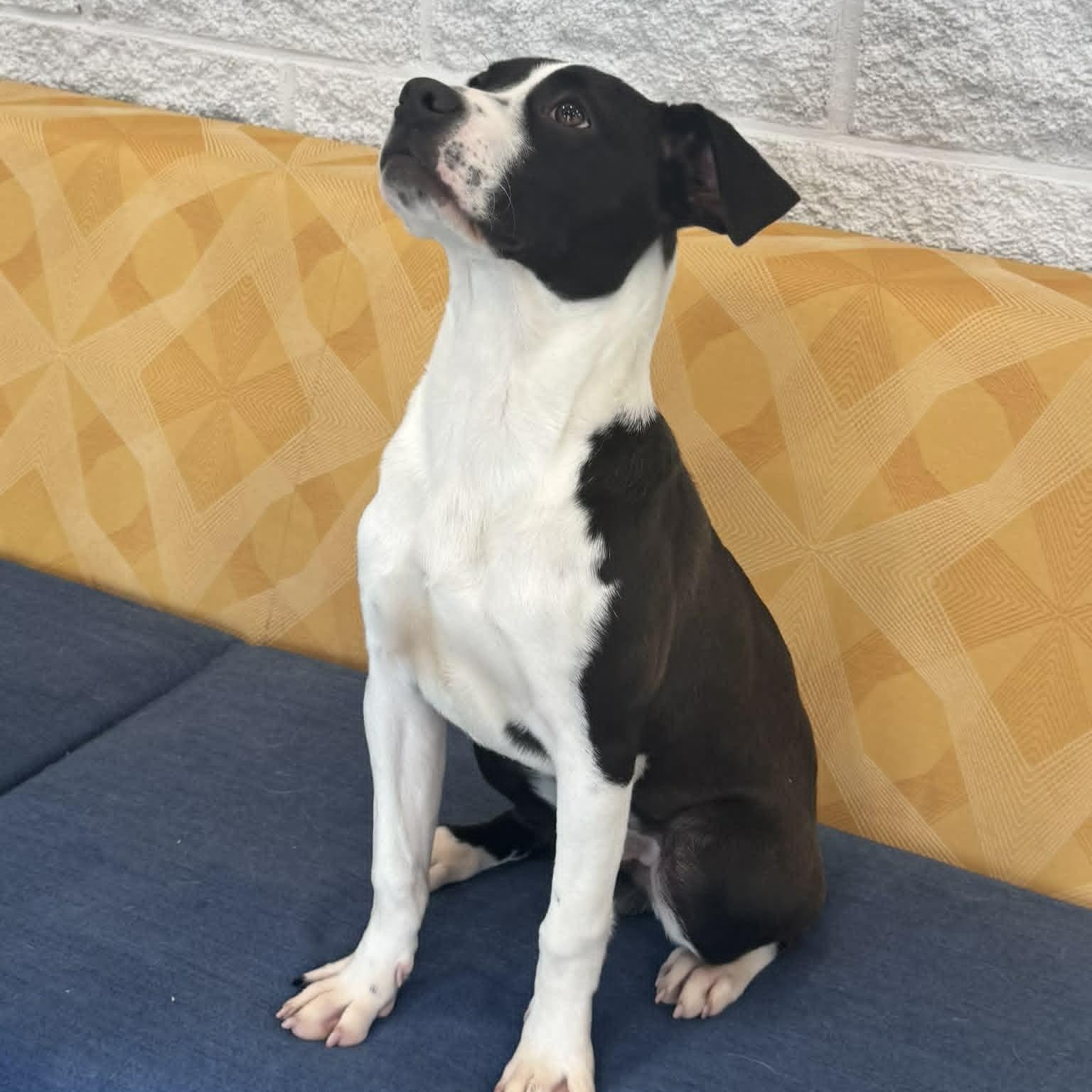 Enlarge Hey Dude, a ADOPTABLE mixed breed in Danbury, CT image 6/6