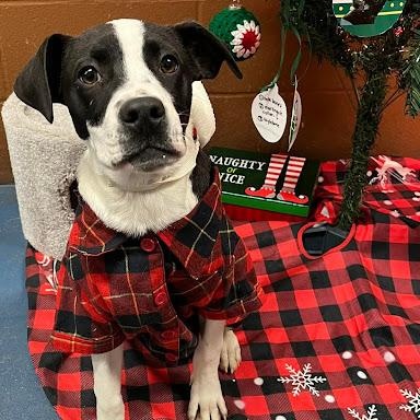 Enlarge Hey Dude, a ADOPTABLE mixed breed in Danbury, CT image 2/6