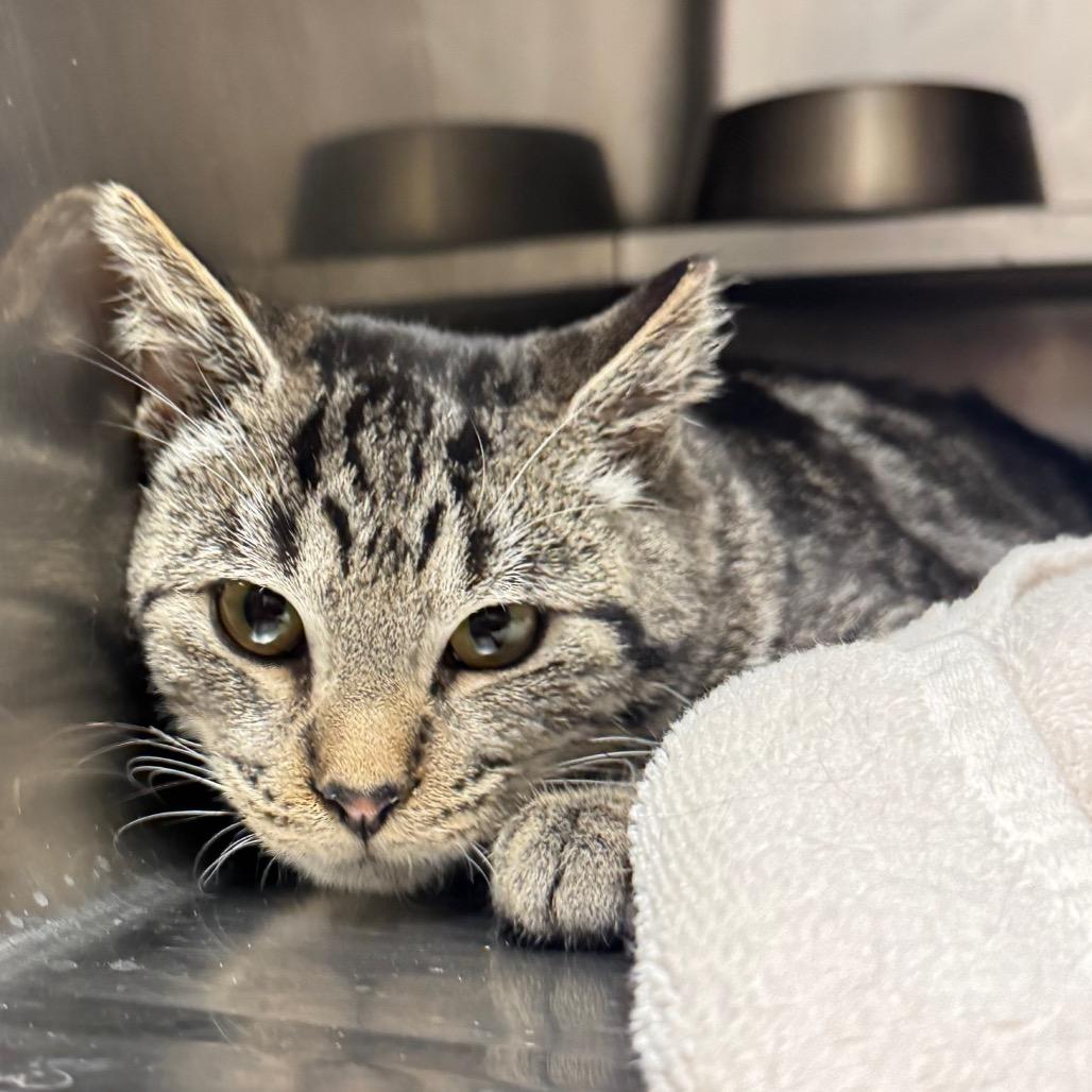 Enlarge Jordan, a Adoptable Domestic Short Hair in Bristol, IN image 1/3