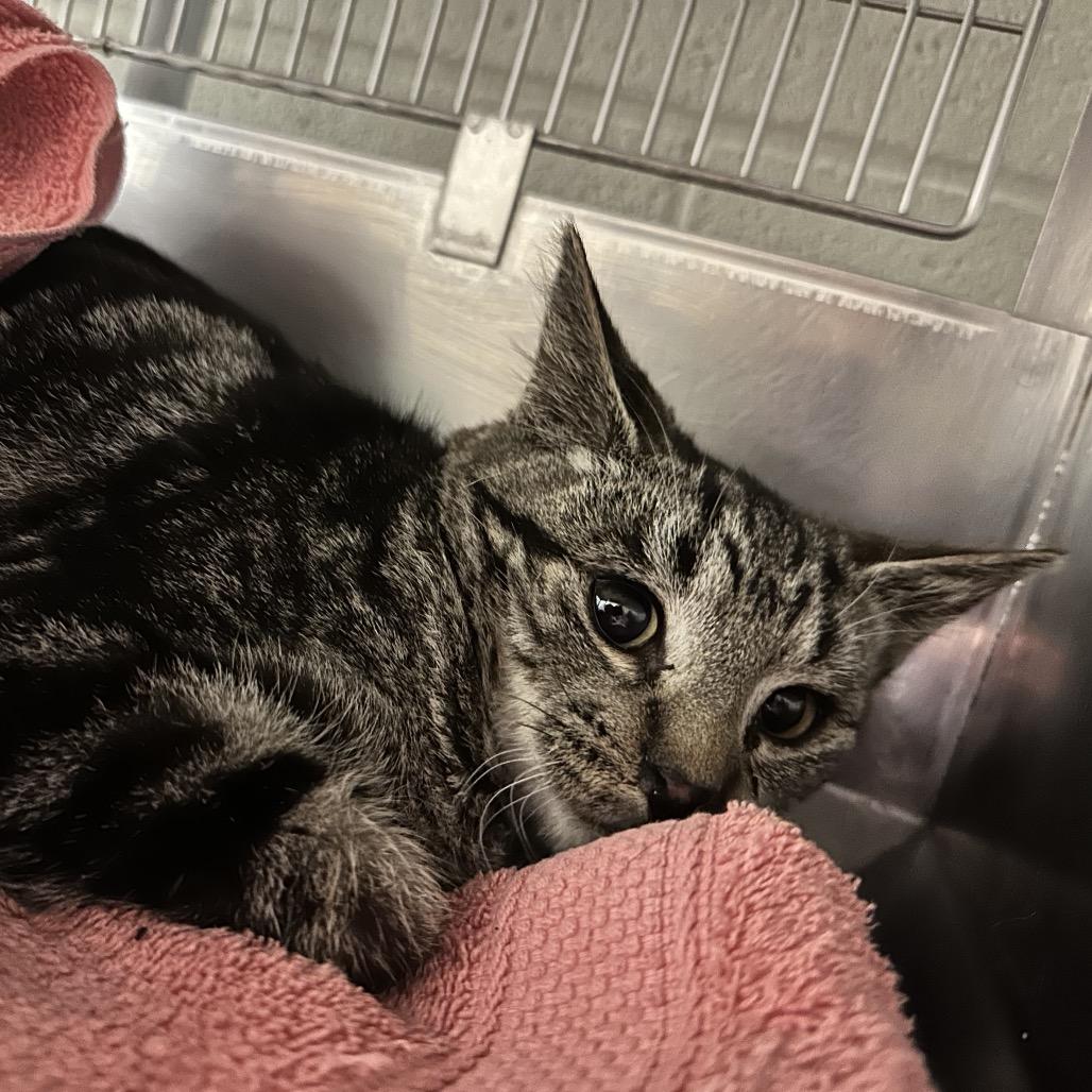 Enlarge Jordan, a Adoptable Domestic Short Hair in Bristol, IN image 2/3