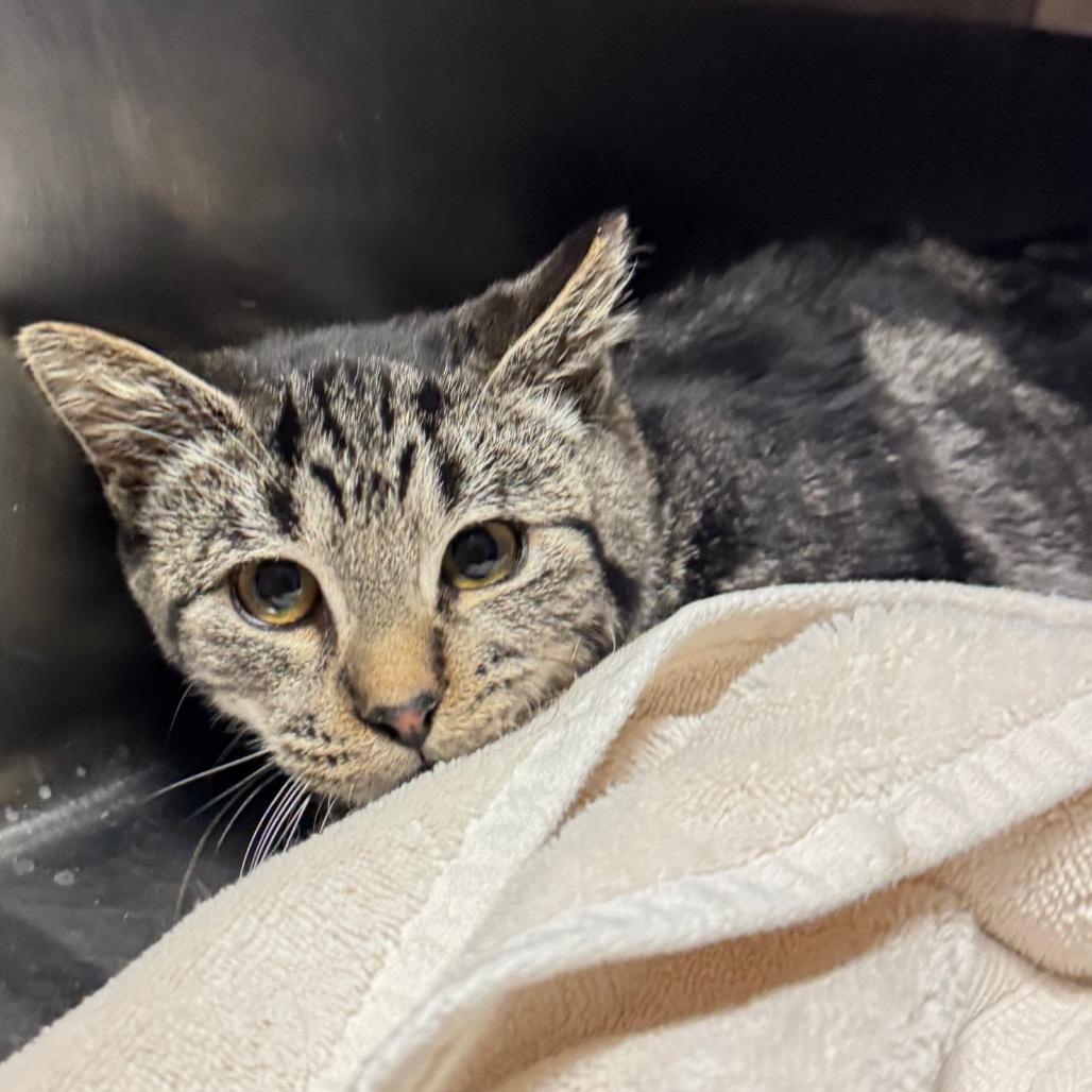 Enlarge Jordan, a Adoptable Domestic Short Hair in Bristol, IN image 3/3